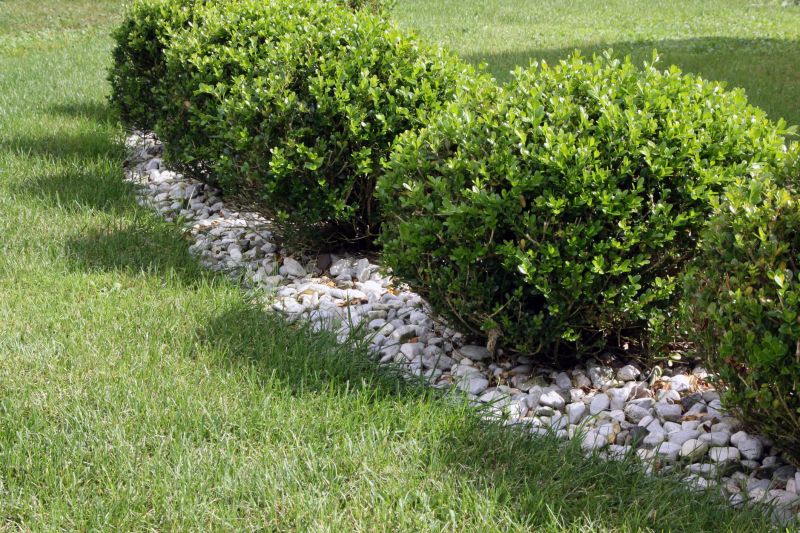 Privacy Shrub Planting