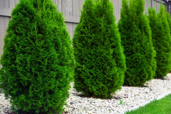 Arborvitae Planting in American Fork