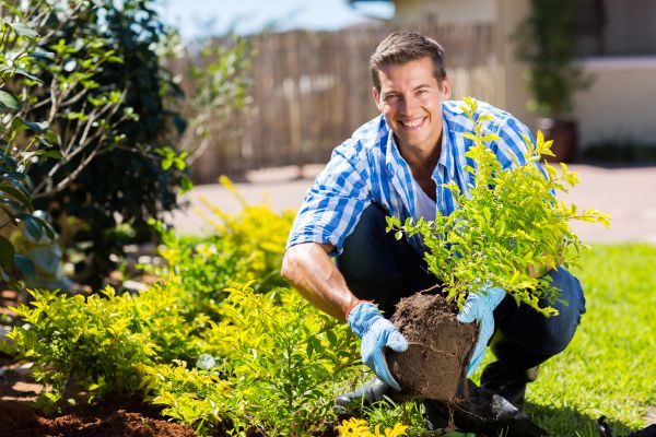 Bush Planting Service in American Fork