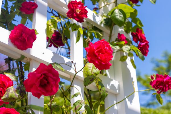 Home Gardening Service in American Fork
