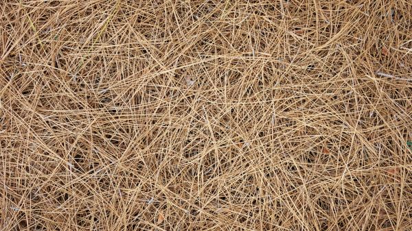 Pine Needles Delivery in American Fork