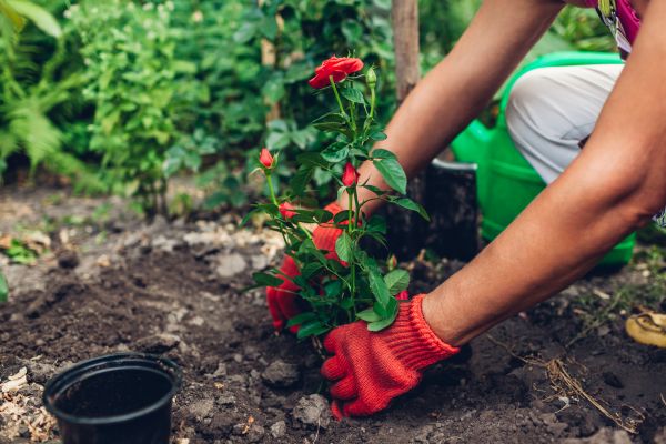 Planting Service in American Fork
