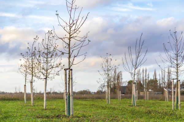 Tree Installation Service in American Fork