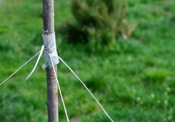 Tree Staking Service in American Fork