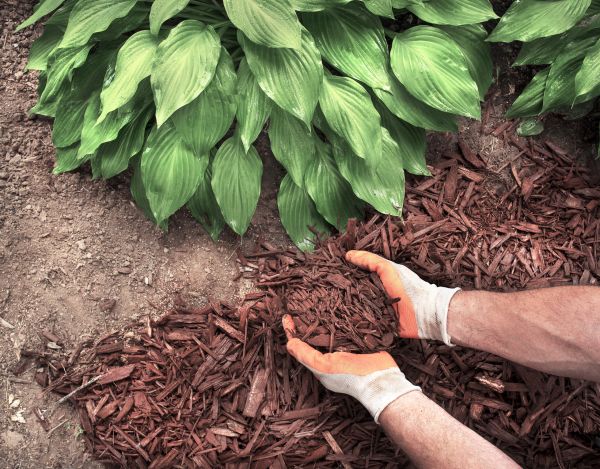 Shredded Mulch Service in American Fork