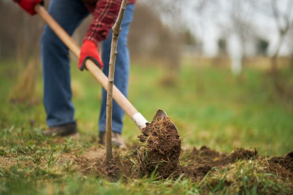 Tree Replacement in American Fork