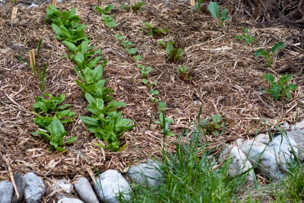 Mulch Service in American Fork