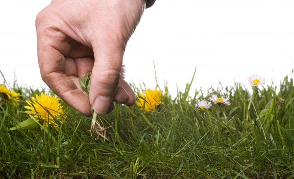 Lawn Weeding in American Fork
