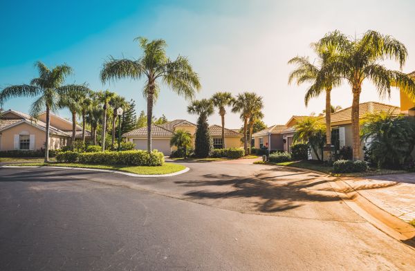 Palm Tree Landscaping in American Fork