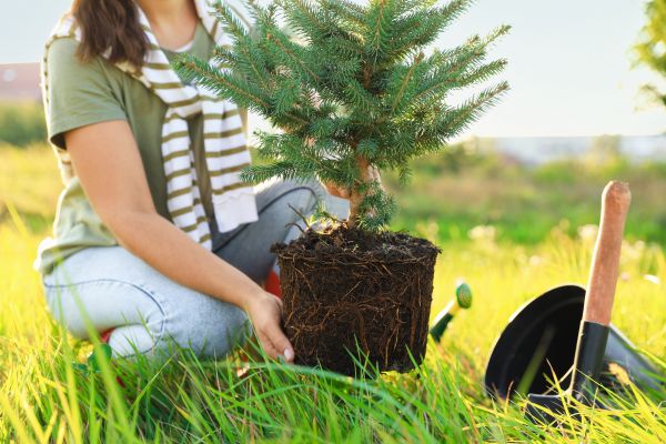 Spruce Tree Planting in American Fork