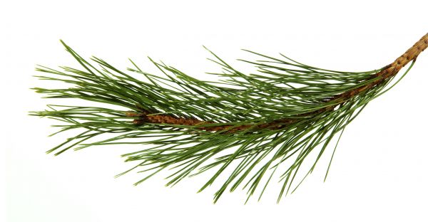 Pine Needles Installation in American Fork