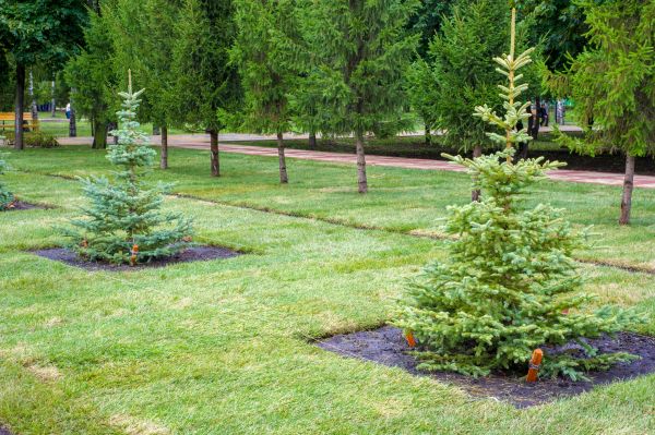 Privacy Trees Planting in American Fork