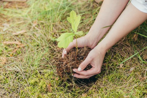 Oak Tree Planting in American Fork