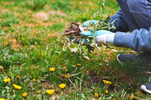 Flower Bed Clearing in American Fork