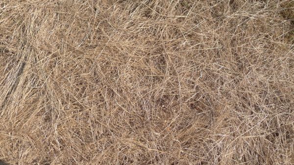 Pine Straw Replacement in American Fork