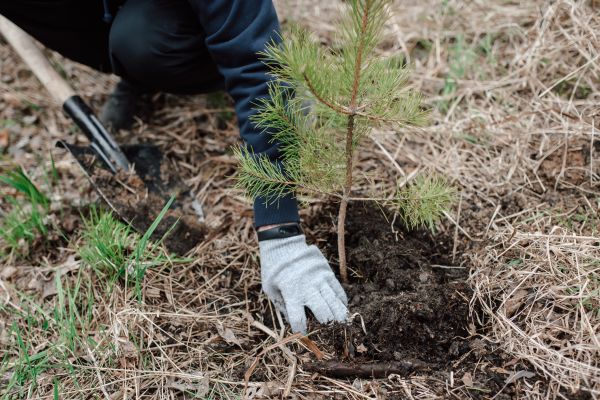 Pine Tree Planting in American Fork