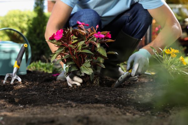 Plant Replacement in American Fork