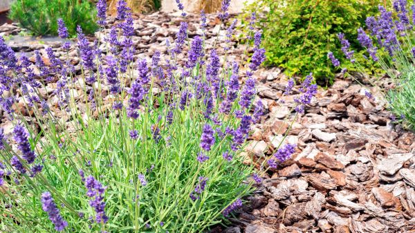 Pine Bark Landscaping in American Fork