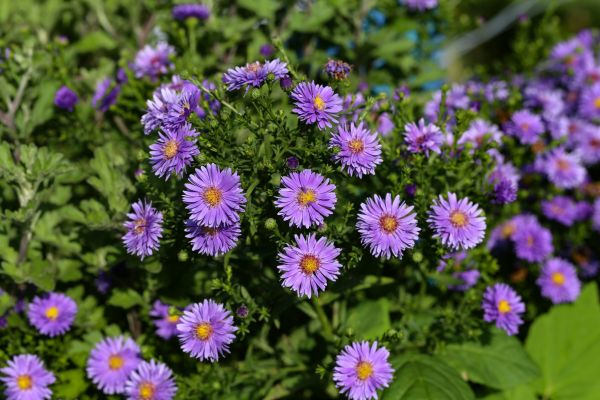 Perennial Flower Planting in American Fork