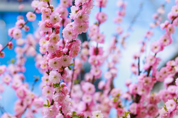 Japanese Cherry Tree Planting in American Fork