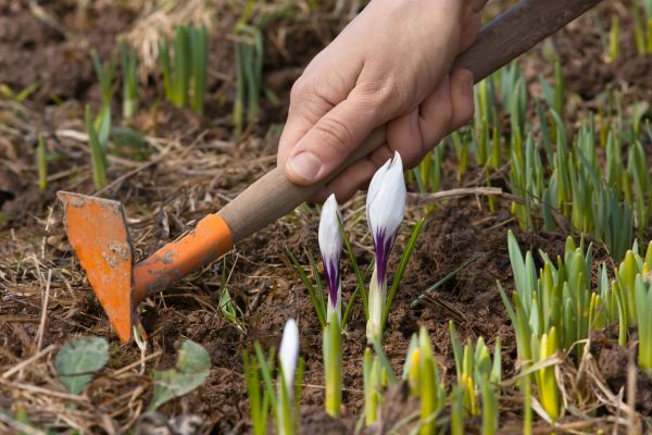 Flower Garden Weeding in American Fork