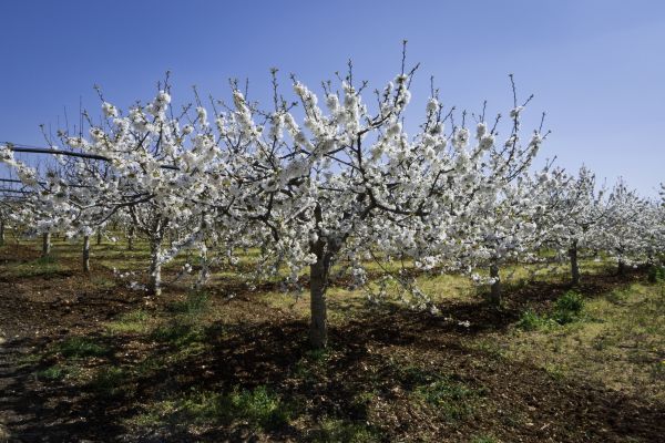 Orchard Planting in American Fork