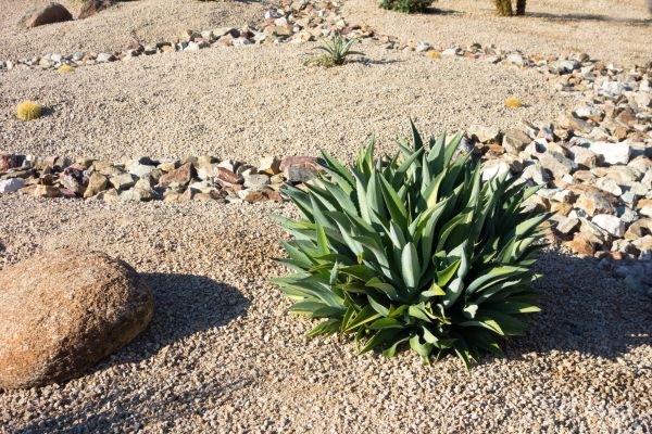 Xeriscaping Service in American Fork