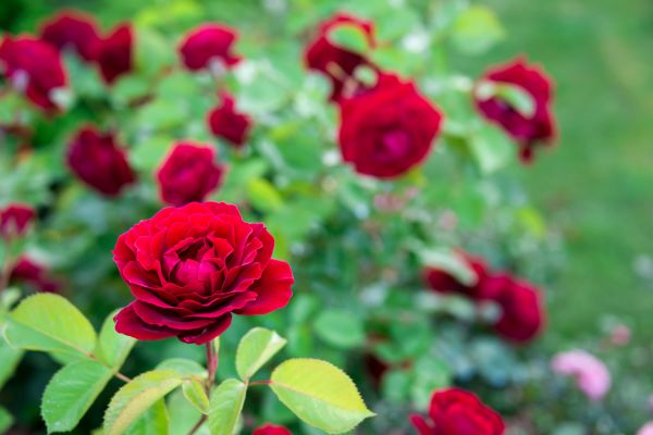 Rose Planting in American Fork