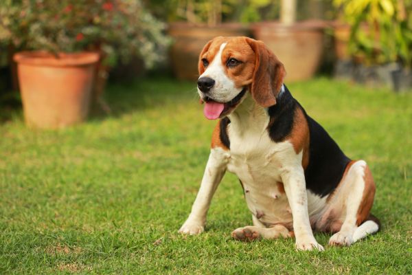 Dog Friendly Landscaping in American Fork