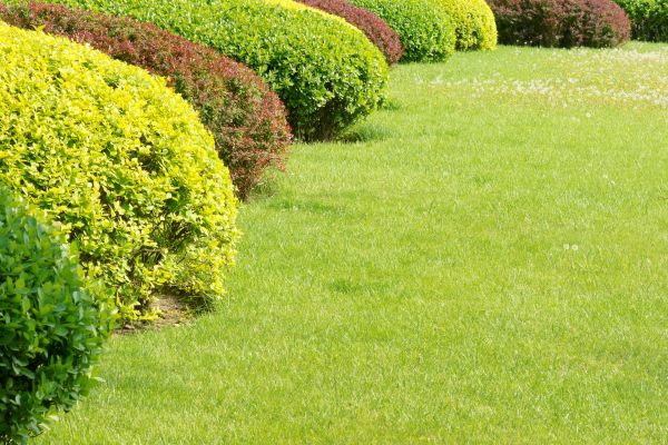 Shrubbery Planting in American Fork