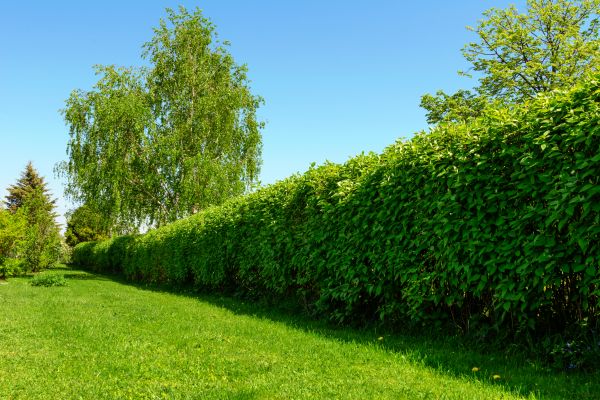 Hedge Replacement in American Fork