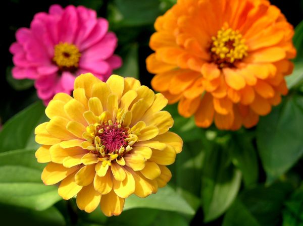 Zinnia Planting in American Fork