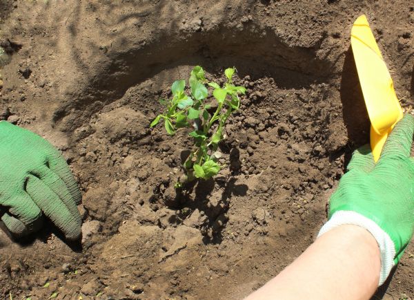 Rose Bush Planting in American Fork