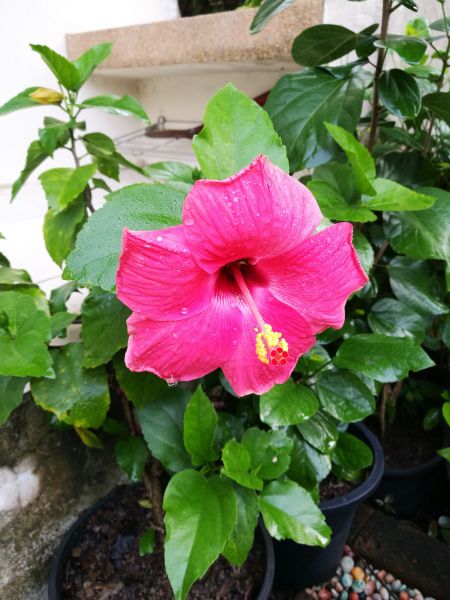Hibiscus Planting in American Fork