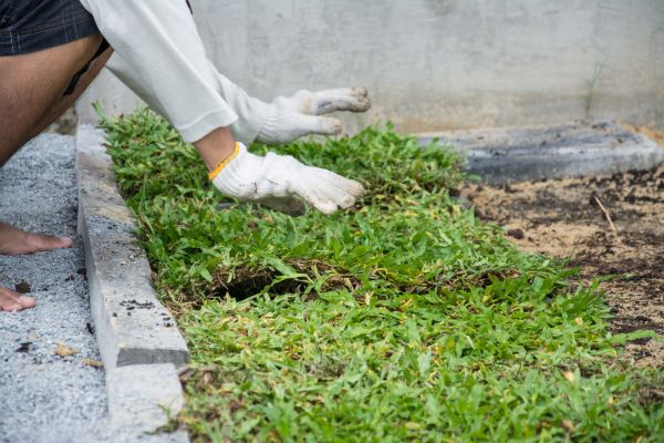Ground Cover Planting in American Fork