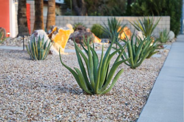Drought Resistant Landscaping in American Fork