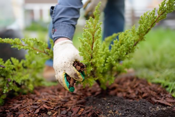 Church Mulching in American Fork