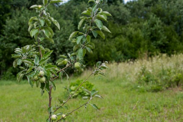 Apple Tree Planting in American Fork