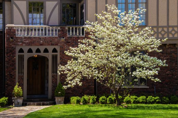 Dogwood Tree Planting in American Fork
